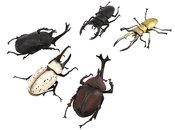 BEETLE & STAG BEETLE HUNTER 10PC BMB DS