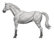 MIGHTY STEEDS BASIC HORSES SHIELD 1/18 AF