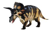 BEASTS OF MESOZOIC CERATOPSIAN SER TRICERATOPS 1/18 SC AF (C