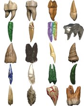 D&D TEETH OF DAHLVER-NAR BITE SIZED ARTIFACT