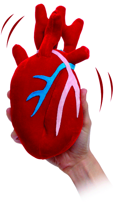 Anatomically correct store heart plush