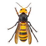 Page 2 for REVOGEO JAPANESE GIANT HORNET PVC FIG